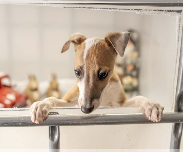 Medium Photo #1 Italian Greyhound Puppy For Sale in HEREFORD, TX, USA