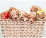 Small Photo #1 Goldendoodle (Miniature) Puppy For Sale in LITTLE ROCK, AR, USA