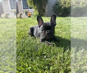 French Bulldog Litter for sale in CLOVIS, CA, USA