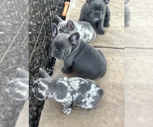 French Bulldog Litter for sale in SEBRING, FL, USA