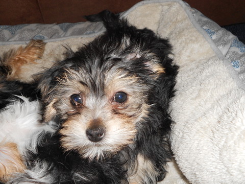 Medium Photo #1 Poodle (Toy)-Yorkshire Terrier Mix Puppy For Sale in SEDALIA, MO, USA