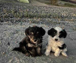 Pembroke Welsh Corgi-Poodle (Miniature) Mix Litter for sale in MONTROSE, CO, USA