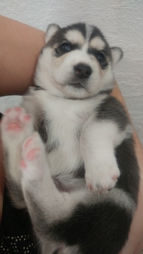 Medium Photo #1 Siberian Husky Puppy For Sale in ORLANDO, FL, USA