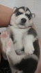 Small Photo #1 Siberian Husky Puppy For Sale in ORLANDO, FL, USA