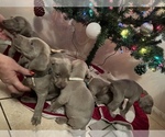 Small Photo #1 Weimaraner Puppy For Sale in LOCKWOOD, NY, USA
