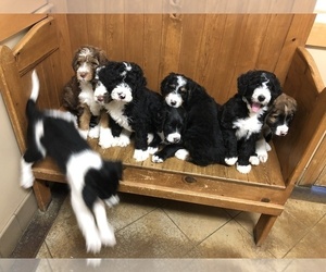 Bernedoodle Litter for sale in AUSTIN, TX, USA