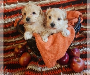 Maltipoo Litter for sale in INDEPENDENCE, MO, USA