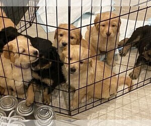 English Shepherd-Golden Retriever Mix Litter for sale in ROGERS, AR, USA