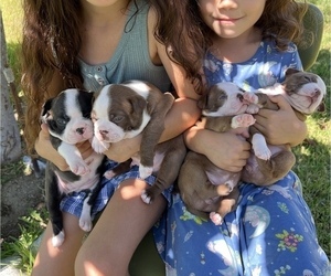 Boston Terrier Litter for sale in CLAREMONT, CA, USA
