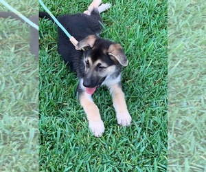 German Shepherd Dog Litter for sale in WOLFE CITY, TX, USA