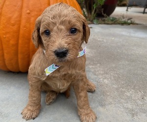 Goldendoodle (Miniature) Litter for sale in FARMERSVILLE, TX, USA