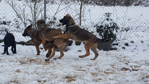 Medium Photo #1 Malinois Puppy For Sale in ORCHARDS, WA, USA