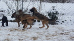 Small Photo #1 Malinois Puppy For Sale in ORCHARDS, WA, USA
