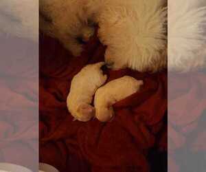Poochon Litter for sale in JOHNSTOWN, PA, USA