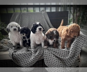 Bernedoodle (Miniature) Litter for sale in ELNORA, IN, USA