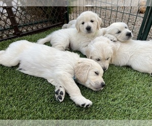 English Cream Golden Retriever Litter for sale in BEND, OR, USA