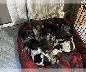German Shorthaired Pointer Litter for sale in WHITTIER, CA, USA
