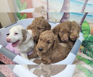 Labradoodle Litter for sale in GAFFNEY, SC, USA