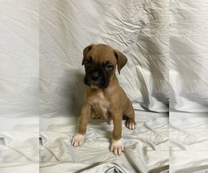 Boxer Litter for sale in BOGHT CORNERS, NY, USA