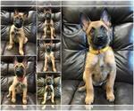 Small Photo #1 Belgian Malinois Puppy For Sale in REDBUSH, KY, USA