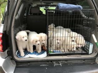 Great Pyrenees Litter for sale in GEORGETOWN, TN, USA