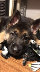German Shepherd Dog Litter for sale in EAST LYME, CT, USA