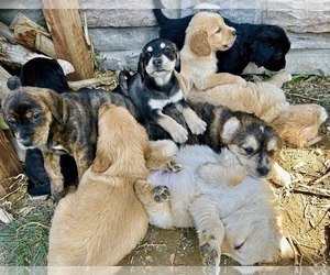 Golden Retriever-Treeing Walker Coonhound Mix Litter for sale in ENGLEWOOD, CO, USA