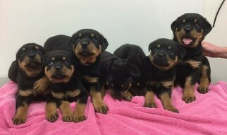 Rottweiler Litter for sale in BOWIE, MD, USA