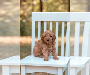 Goldendoodle (Miniature) Litter for sale in ASH GROVE, MO, USA