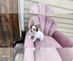 Small Photo #1 Yorkshire Terrier Puppy For Sale in CO SPGS, CO, USA