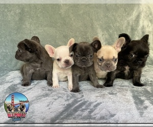French Bulldog Litter for sale in CONCORD, CA, USA