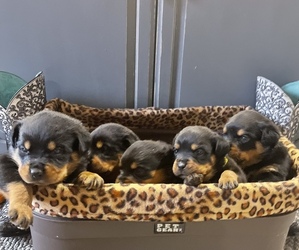 Rottweiler Litter for sale in MOORELAND, IN, USA
