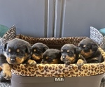 Small Photo #1 Rottweiler Puppy For Sale in MOORELAND, IN, USA