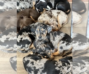 Catahoula Leopard Dog Litter for sale in TRYON, NC, USA