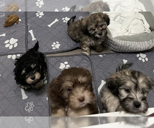 Maltipoo Litter for sale in MCMINNVILLE, OR, USA