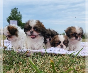 Jatzu Litter for sale in WILMINGTON, DE, USA