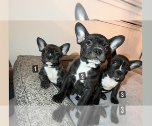 Faux Frenchbo Bulldog Litter for sale in UNION CITY, CA, USA