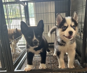 American Bully-Pomsky Mix Litter for sale in DRACUT, MA, USA