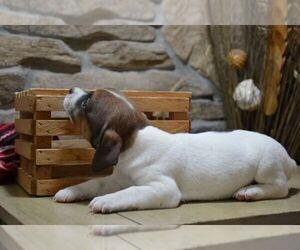 Jack Russell Terrier Litter for sale in ORRVILLE, OH, USA
