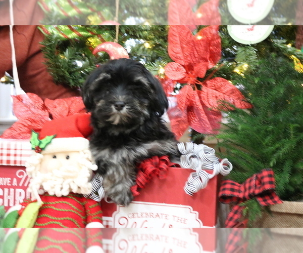 Medium Photo #1 Havanese Puppy For Sale in DODD CITY, TX, USA
