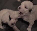 Small Photo #1 Zuchon Puppy For Sale in MECHANICSVILLE, VA, USA