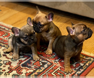 French Bulldog Litter for sale in BROOKLINE, MA, USA