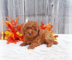 Poodle (Toy) Litter for sale in COATESVILLE, PA, USA