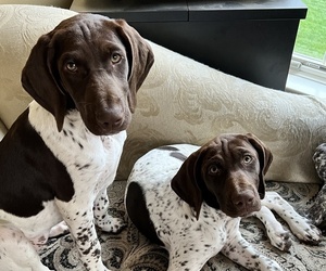German Shorthaired Pointer Litter for sale in ENOLA, PA, USA