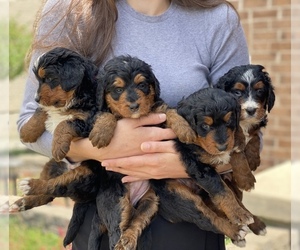 Miniature Bernedoodle Litter for sale in DEARBORN HEIGHTS, MI, USA