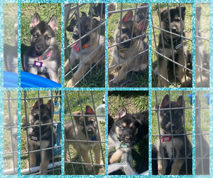 German Shepherd Dog-Siberian Husky Mix Litter for sale in WEST PLAINS, MO, USA