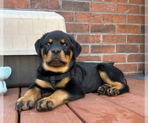 Rottweiler Litter for sale in MARION, SC, USA