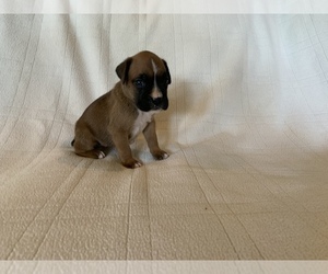 Boxer Litter for sale in DEMOREST, GA, USA
