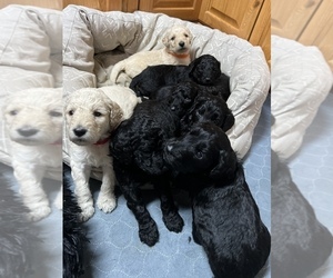 Goldendoodle Litter for sale in COOKEVILLE, TN, USA