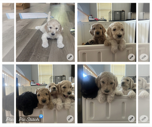 Goldendoodle Litter for sale in BOLINGBROOK, IL, USA